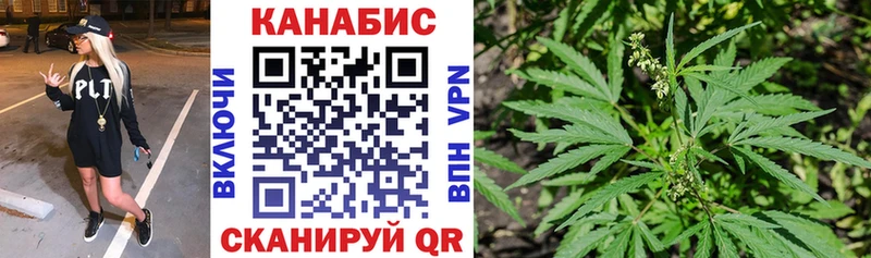 Конопля MAZAR  Чекалин 